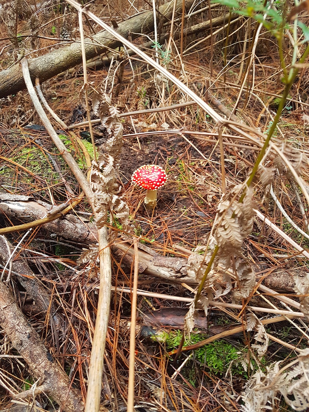 South Australia, where have I gone since escaping quarantine? Pt&nbsp;2